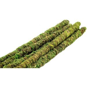 Galapagos Mossy Sticks, Fresh Green, 6 count, 24-in