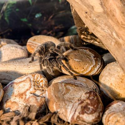 Show full view: Galapagos Natural Terrarium Stones, 4-lb bag, Sedona slide 3 of 7