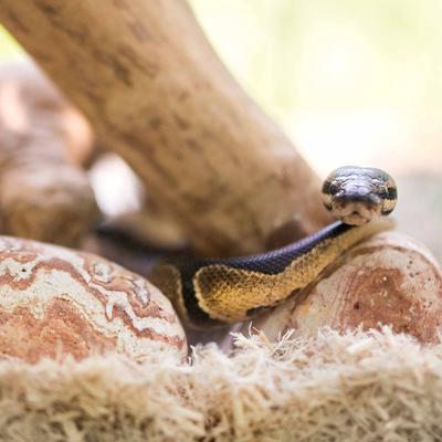 Show full view: Galapagos Natural Terrarium Stones, 4-lb bag, Sedona slide 4 of 7