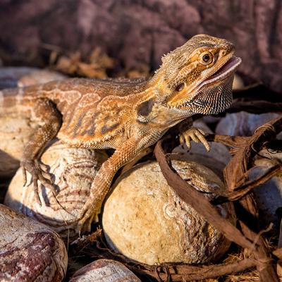 Show full view: Galapagos Natural Terrarium Stones, 4-lb bag, Sedona slide 5 of 7