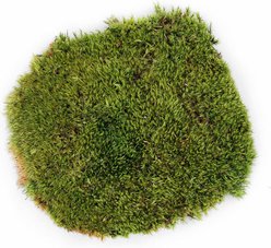 Galapagos Pillow Moss Reptile & Amphibian Terrarium Moss, Fresh Green, 150 cubic inch bag slide 2 of 6
