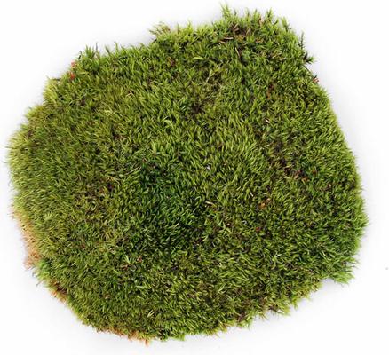 Show full view: Galapagos Pillow Moss Reptile & Amphibian Terrarium Moss, Fresh Green, 150 cubic inch bag slide 2 of 7