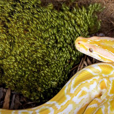 Show full view: Galapagos Pillow Moss Reptile & Amphibian Terrarium Moss, Fresh Green, 4-qt bag slide 3 of 7