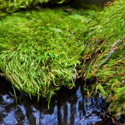 Show full view: Galapagos Pillow Moss Reptile & Amphibian Terrarium Moss, Fresh Green, 4-qt bag slide 4 of 7