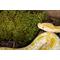 Show in main carousel: Galapagos Pillow Moss Reptile & Amphibian Terrarium Moss, Fresh Green, 4-qt bag slide 5 of 7