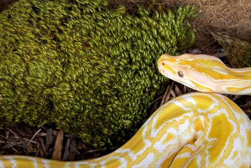 Show full view: Galapagos Pillow Moss Reptile & Amphibian Terrarium Moss, Fresh Green, 4-qt bag slide 5 of 7