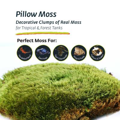 Show full view: Galapagos Pillow Moss Reptile & Amphibian Terrarium Moss, Fresh Green, 4-qt bag slide 6 of 7