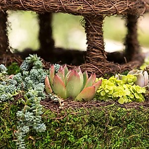 Galapagos Plantable Gazebo Birdhouse, Fresh Green