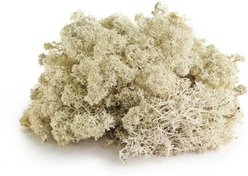 Galapagos Reindeer Reptile, Amphibian & Insect Terrarium Moss, 150 cubic inch bag slide 2 of 5