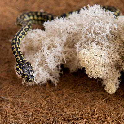 Show full view: Galapagos Reindeer Reptile, Amphibian & Insect Terrarium Moss, 150 cubic inch bag slide 3 of 6