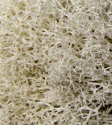 Show full view: Galapagos Reindeer Reptile, Amphibian & Insect Terrarium Moss, 150 cubic inch bag slide 4 of 6