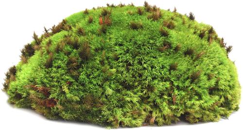Show full view: Galapagos Royal Pillow Moss Reptile & Amphibian Terrarium Moss, Fresh Green, 150 cubic inch bag slide 2 of 7