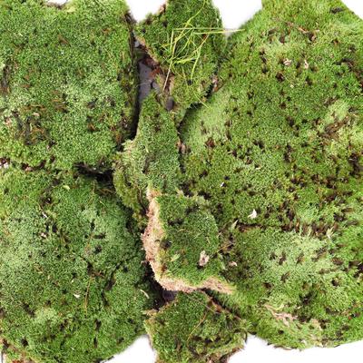 Show full view: Galapagos Royal Pillow Moss Reptile & Amphibian Terrarium Moss, Fresh Green, 150 cubic inch bag slide 3 of 7