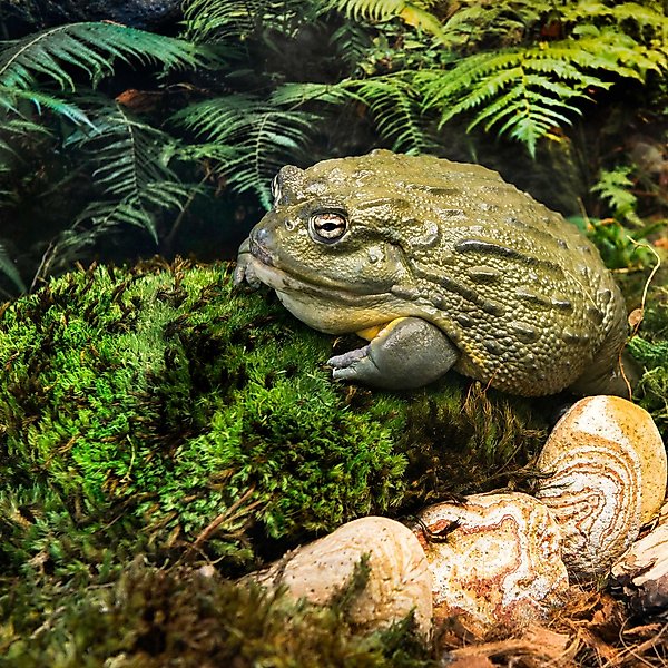 Galapagos Royal Pillow Moss Reptile & Amphibian Terrarium Moss, Fresh Green
