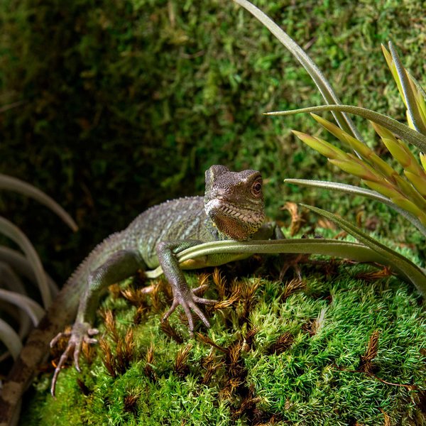 Galapagos Royal Pillow Moss Reptile & Amphibian Terrarium Moss, Fresh Green