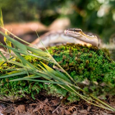 Show full view: Galapagos Royal Pillow Moss Reptile & Amphibian Terrarium Moss, Fresh Green, 150 cubic inch bag slide 6 of 7