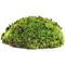 Show in main carousel: Galapagos Royal Pillow Moss Reptile & Amphibian Terrarium Moss, Fresh Green, 8-qt bag slide 2 of 7
