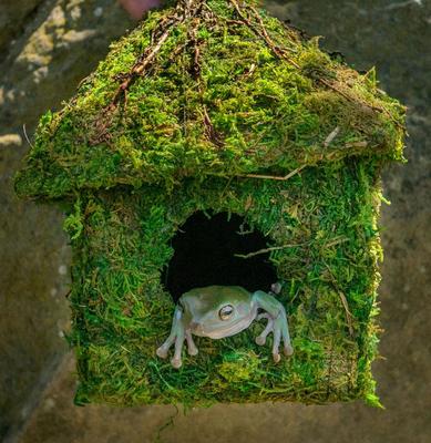 Show full view: Galapagos Shack Deco Birdhouse, Fresh Green slide 3 of 5