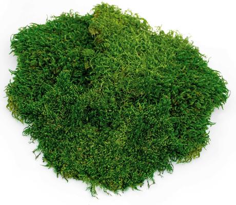 Show full view: Galapagos Sheet Moss Reptile & Amphibian Terrarium Moss, Fresh Green, 8-qt bag slide 2 of 9