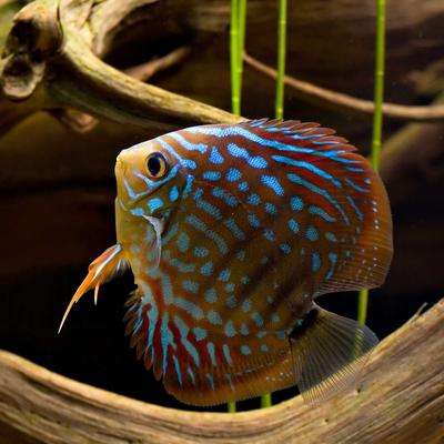 Show full view: Galapagos Sinkable Driftwood Terrarium & Aquarium Accessory, Natural, Large slide 4 of 10