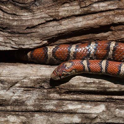 Show full view: Galapagos Sinkable Driftwood Terrarium & Aquarium Accessory, Natural, Medium slide 5 of 10