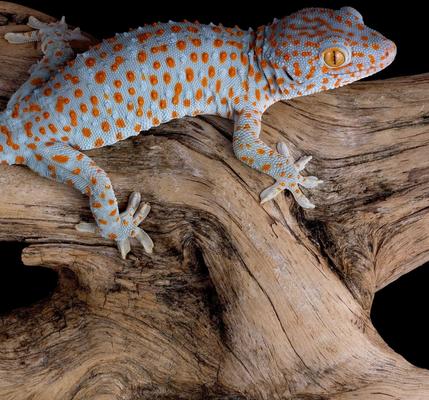 Show full view: Galapagos Sinkable Driftwood Terrarium & Aquarium Accessory, Natural, Medium slide 7 of 10