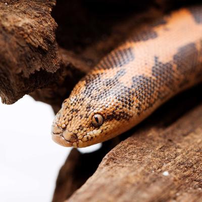 Show full view: Galapagos Sinkable Driftwood Terrarium & Aquarium Accessory, Natural, Small slide 5 of 10