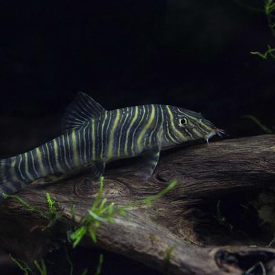 Show full view: Galapagos Sinkable Driftwood Terrarium & Aquarium Accessory, Natural, Small slide 6 of 10