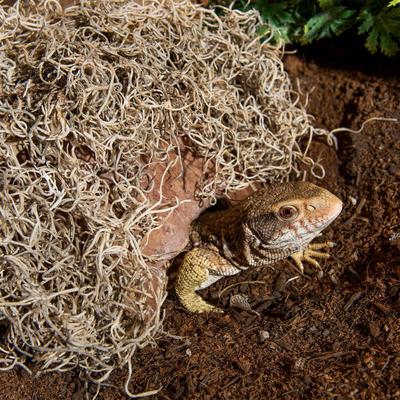 Show full view: Galapagos Spanish Moss Reptile Terrarium Moss, 150 cubic inch bag slide 3 of 5