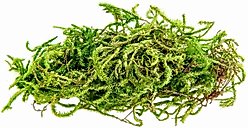 Galapagos Sphagnum Reptile, Amphibian & Insect Terrarium Moss, Fresh Green, 150 cubic inch bag slide 2 of 6