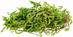 Galapagos Sphagnum Reptile, Amphibian & Insect Terrarium Moss, Fresh Green, 4-qt bag slide 2 of 6