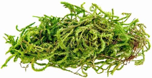 Show full view: Galapagos Sphagnum Reptile, Amphibian & Insect Terrarium Moss, Fresh Green, 4-qt bag slide 2 of 7