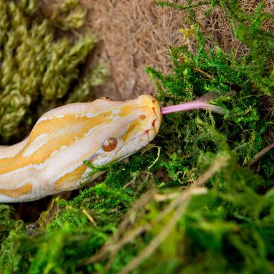 Show full view: Galapagos Sphagnum Reptile, Amphibian & Insect Terrarium Moss, Fresh Green, 4-qt bag slide 3 of 7