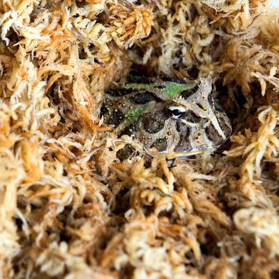 Show full view: Galapagos Sphagnum Reptile, Amphibian & Insect Terrarium Moss, Golden, 150 cubic inch bag slide 3 of 7