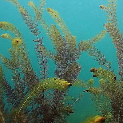Show full view: Galapagos Terrarium Background, Aquatic Plant slide 3 of 7