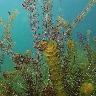 Show full view: Galapagos Terrarium Background, Aquatic Plant slide 4 of 7