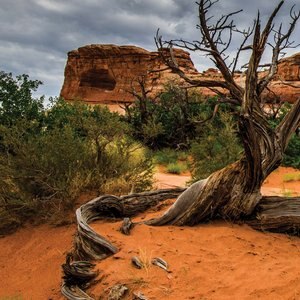 Galapagos Terrarium Background, Arid