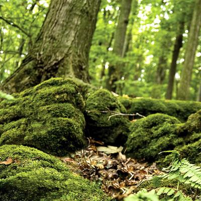 Galapagos Terrarium Background