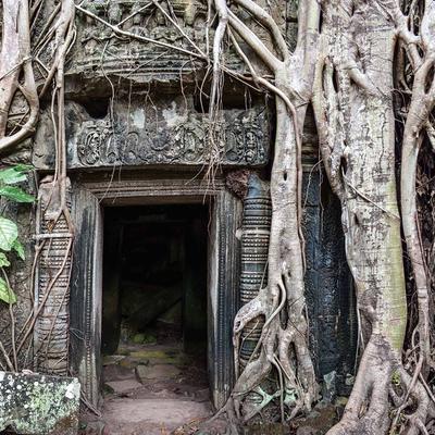 Show full view: Galapagos Terrarium Background, Temple slide 3 of 6