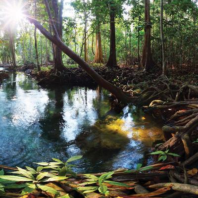 Galapagos Terrarium Background