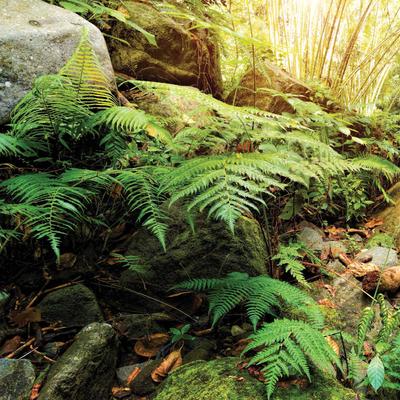 Galapagos Terrarium Background