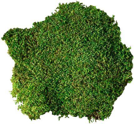 Galapagos Terrarium Starter Kit