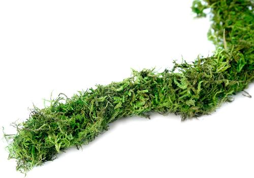 Show full view: Galapagos Terrarium Starter Kit, Humid slide 8 of 10