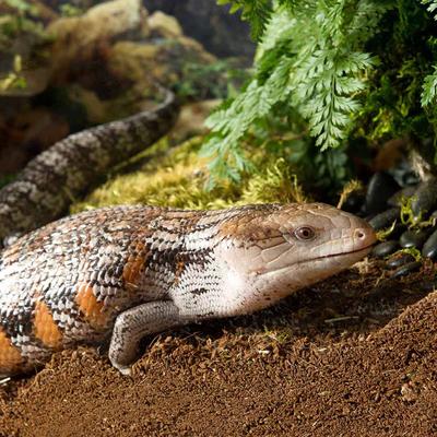 Show full view: Galapagos Tropicoco Coconut Soil Tropical Reptile & Amphibian Bedding, 8-qt brick, 1 count slide 3 of 8