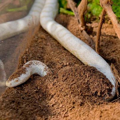 Show full view: Galapagos Tropicoco Coconut Soil Tropical Reptile & Amphibian Bedding, 8-qt brick, 3 count slide 4 of 9