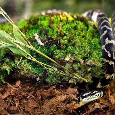 Show full view: Galapagos Tropicoco Husk Coconut Husk Tropical Reptile & Amphibian Bedding, 8-qt bag slide 4 of 8