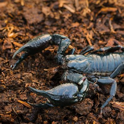 Show full view: Galapagos Tropicoco Soil Breeder Block Reptile Substrate, Natural, 72-qt slide 7 of 9