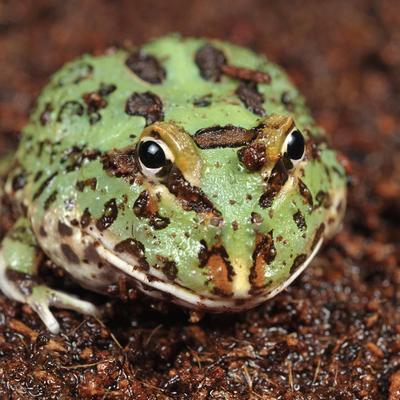 Show full view: Galapagos Tropicoco Soil Breeder Block Reptile Substrate, Natural, 72-qt slide 4 of 9