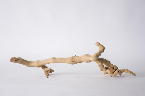 Show full view: Galapagos Walking Wood Grapevine Branch Reptile Terrarium Accessory, 19-24-in slide 6 of 7