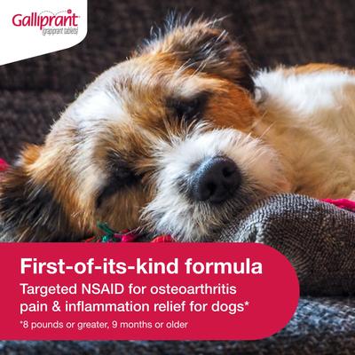 Show full view: Galliprant (grapiprant) Tablets for Dogs, 20-mg, 60 tablets slide 9 of 12